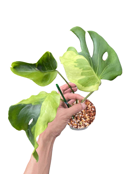 Monstera Deliciosa “Flamicito” — Actual Plant (Rare)