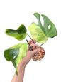 Monstera Deliciosa “Flamicito” — Actual Plant (Rare)