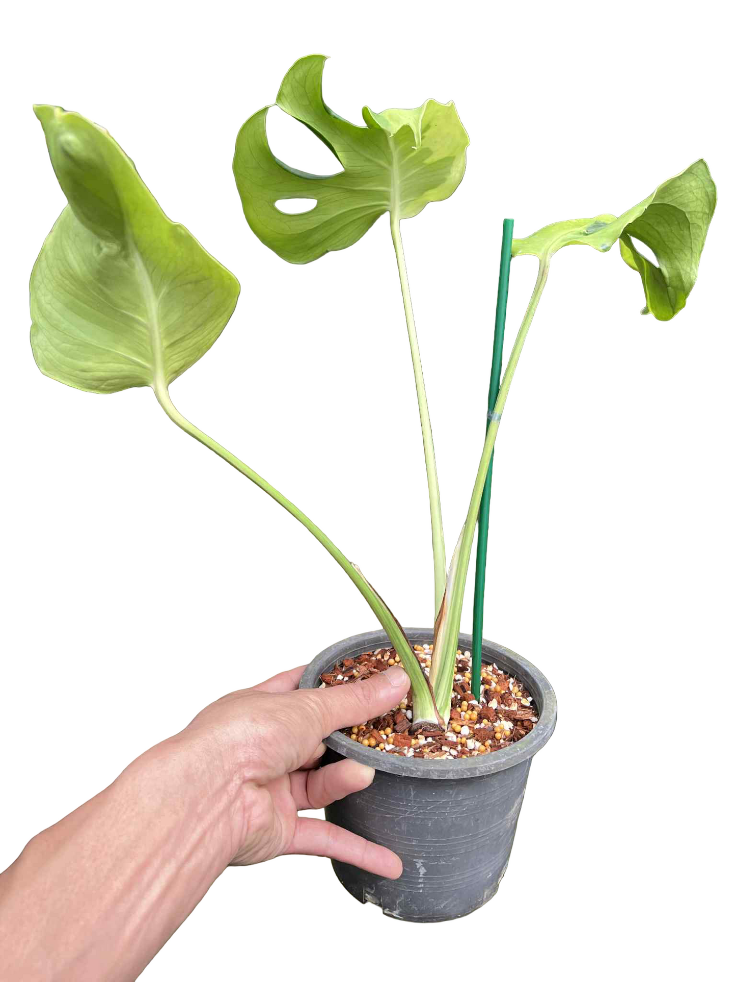 Monstera Deliciosa “Flamicito” — Actual Plant (Rare)