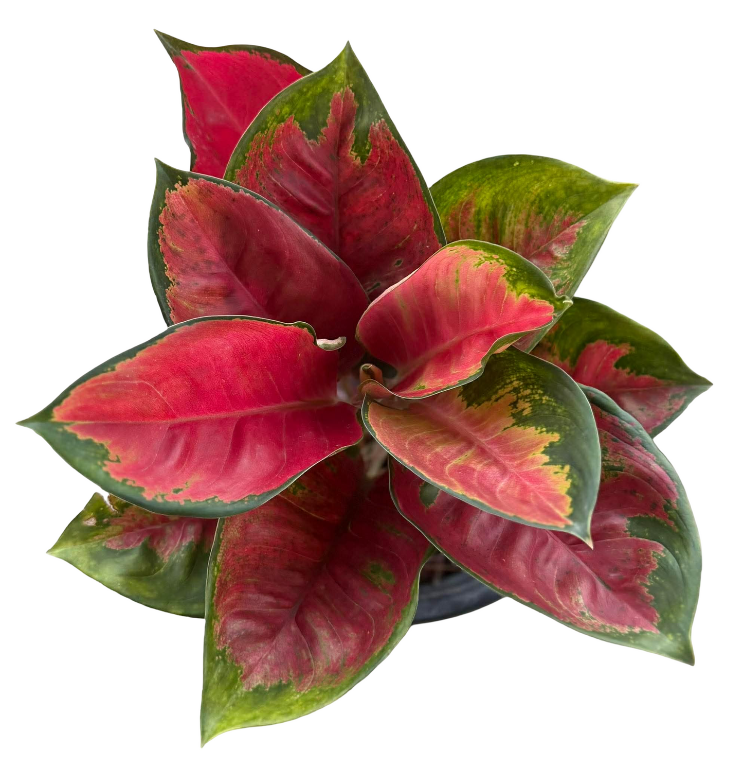 Aglaonema ‘Suksomjaipong’ Mutation – Premium Red Variegated Set of 5 Plants