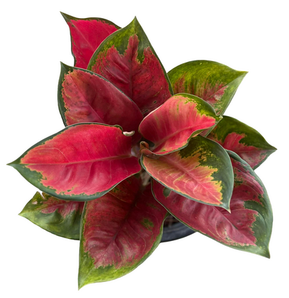 Aglaonema ‘Suksomjaipong’ Mutation – Premium Red Variegated Set of 5 Plants