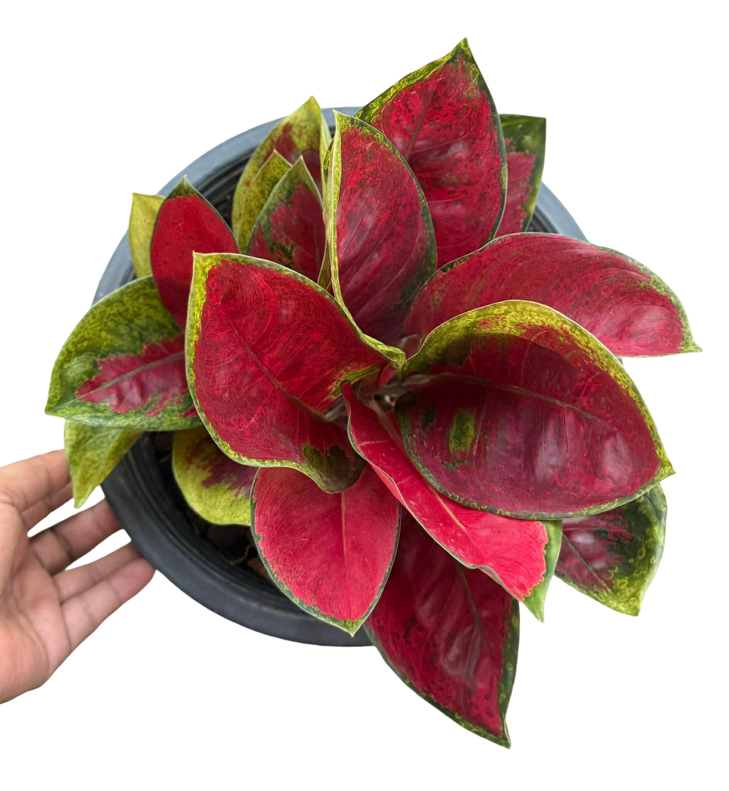 Aglaonema ‘Suksomjaipong’ Mutation – Premium Red Variegated Set of 5 Plants