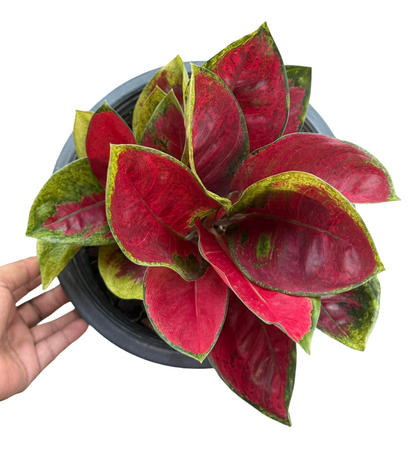 Aglaonema ‘Suksomjaipong’ Mutation – Premium Red Variegated Set of 5 Plants