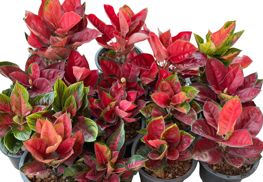 Aglaonema ‘Suksomjaipong’ Mutation – Premium Red Variegated Set of 5 Plants