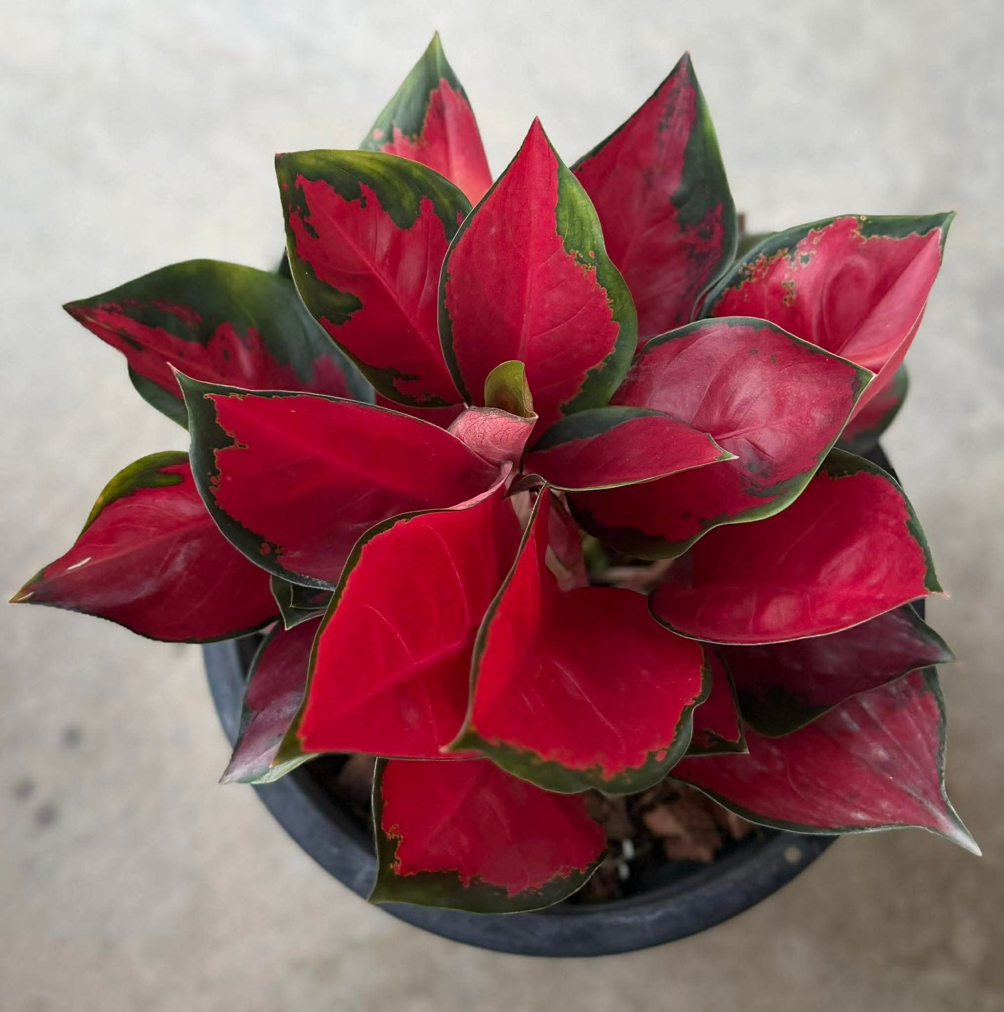 Aglaonema ‘Suksomjaipong’ Mutation – Premium Red Variegated Set of 5 Plants