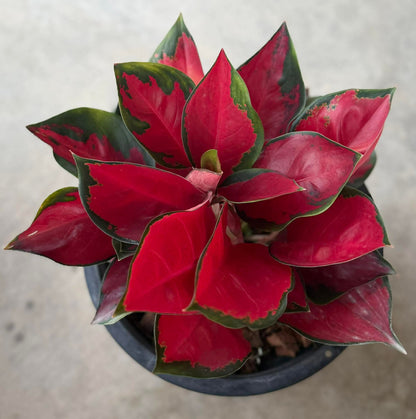 Aglaonema ‘Suksomjaipong’ Mutation – Premium Red Variegated Set of 5 Plants