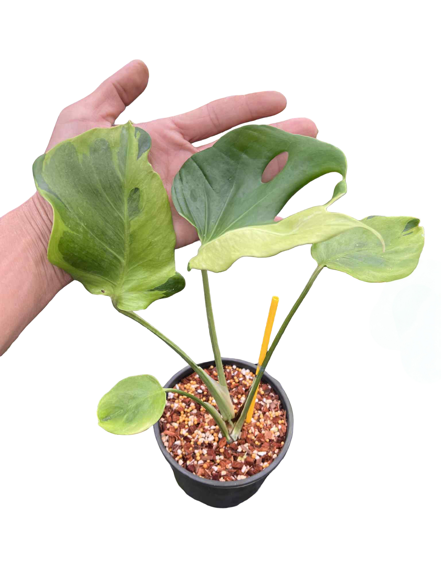 Monstera Deliciosa “Flamicito” — Actual Plant (Rare)