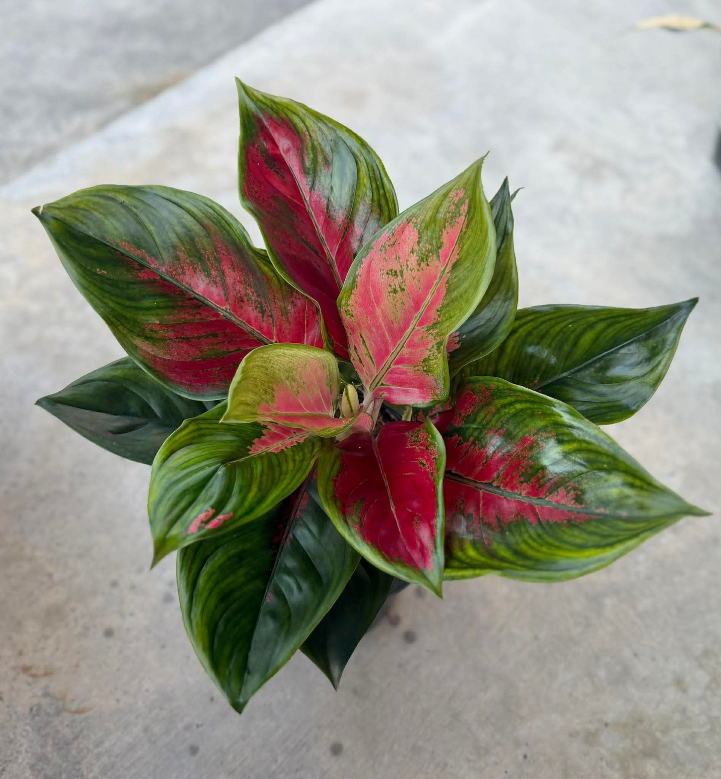 Aglaonema ‘Suksomjaipong’ Mutation – Premium Red Variegated Set of 5 Plants