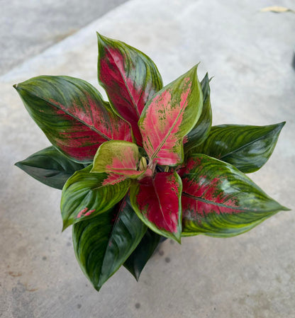 Aglaonema ‘Suksomjaipong’ Mutation – Premium Red Variegated Set of 5 Plants