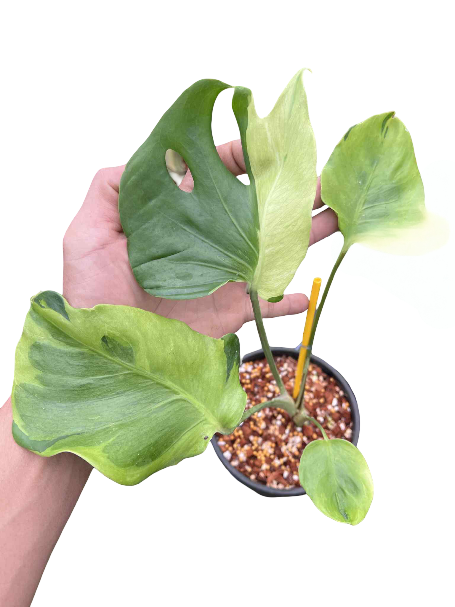 Monstera Deliciosa “Flamicito” — Actual Plant (Rare)