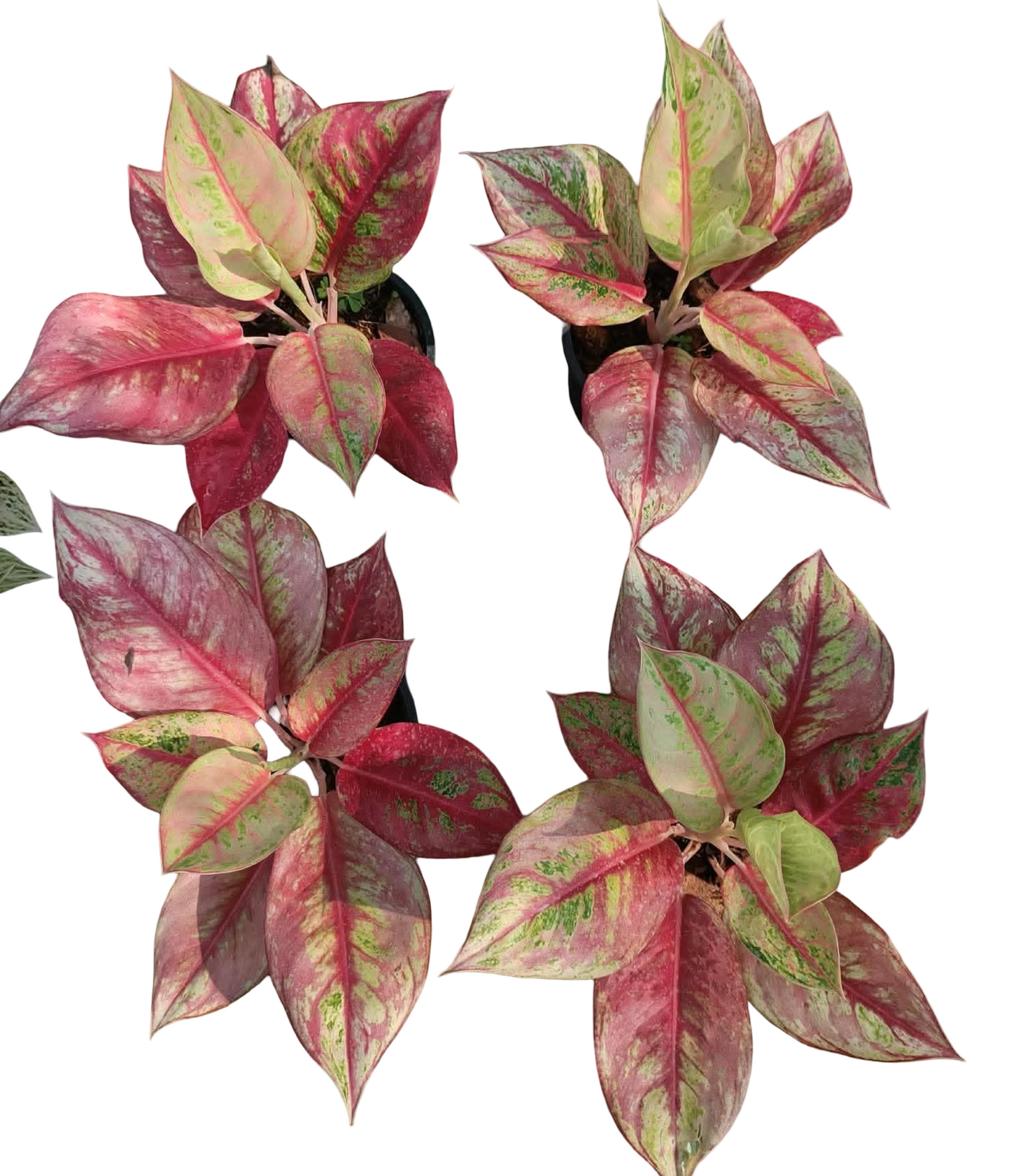 Aglaonema “Rainbow Diamond” Variegated – Premium Multicolor Hybrid Set of 10 Plants