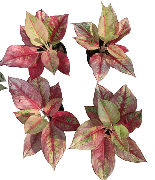 Aglaonema “Rainbow Diamond” Variegated – Premium Multicolor Hybrid Set of 10 Plants