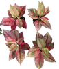 Aglaonema “Rainbow Diamond” Variegated – Premium Multicolor Hybrid Set of 10 Plants