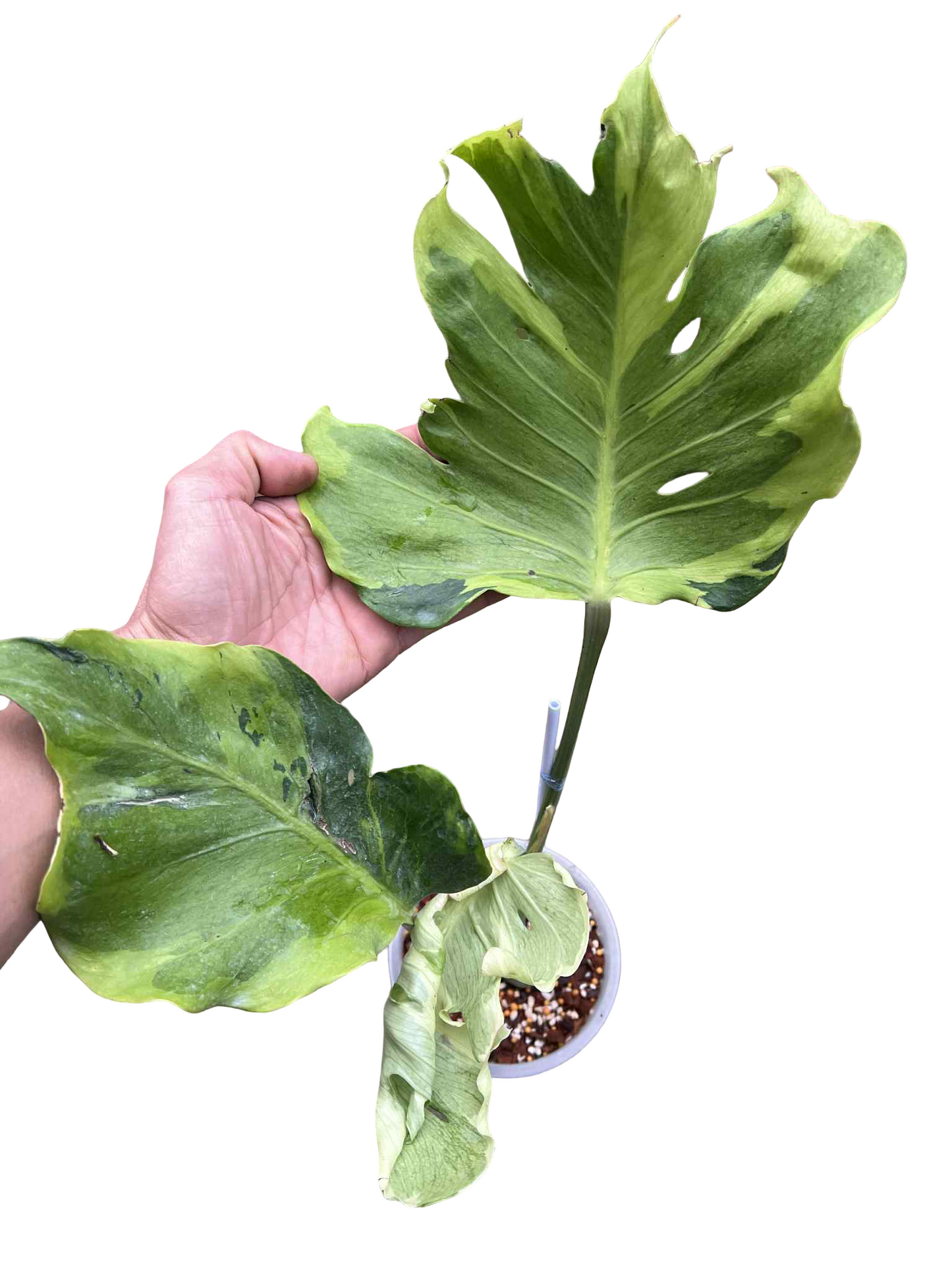 Monstera Deliciosa “Flamicito” Big Size — Actual Plant (Rare)