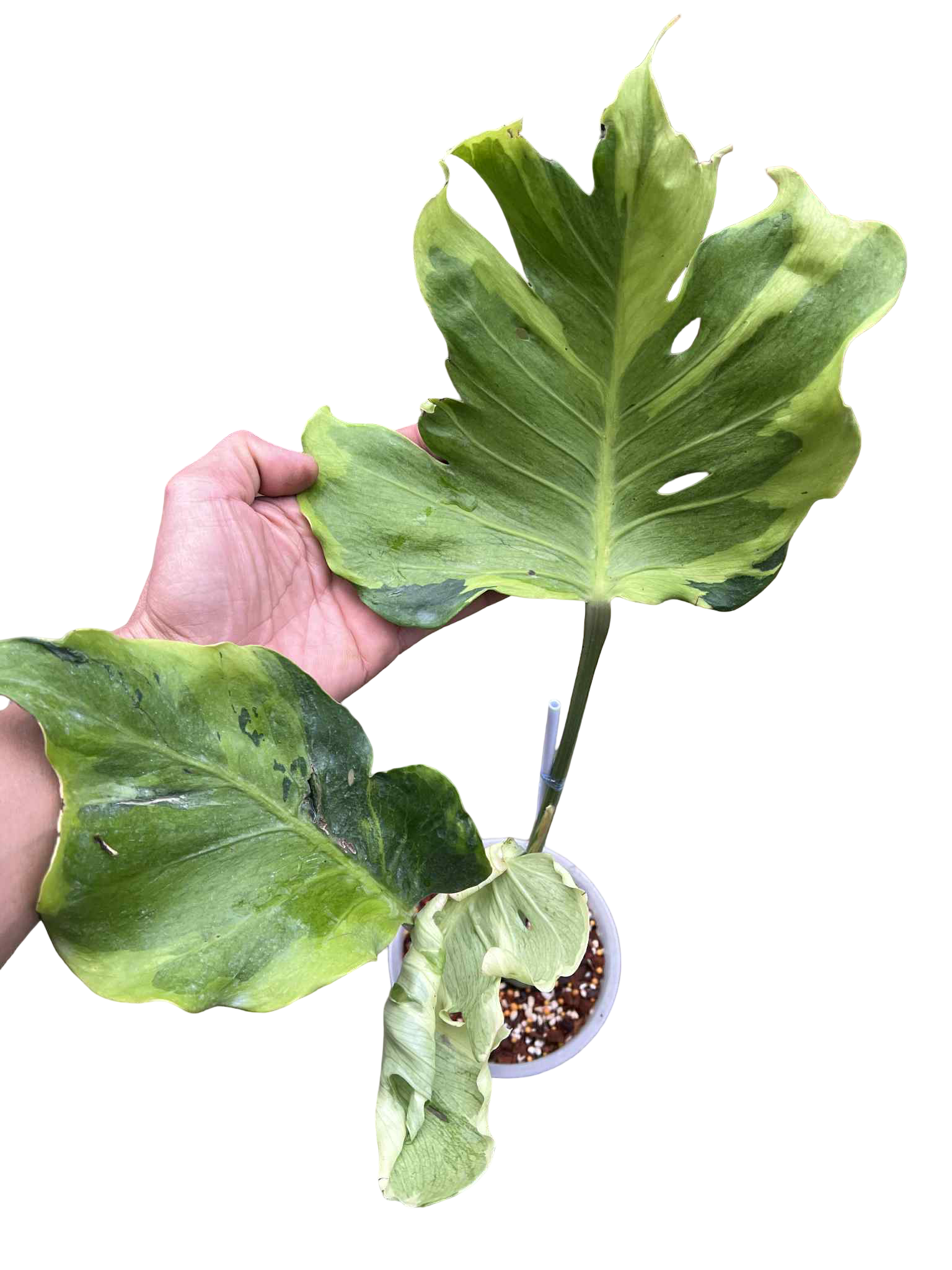 Monstera Deliciosa “Flamicito” Big Size — Actual Plant (Rare)