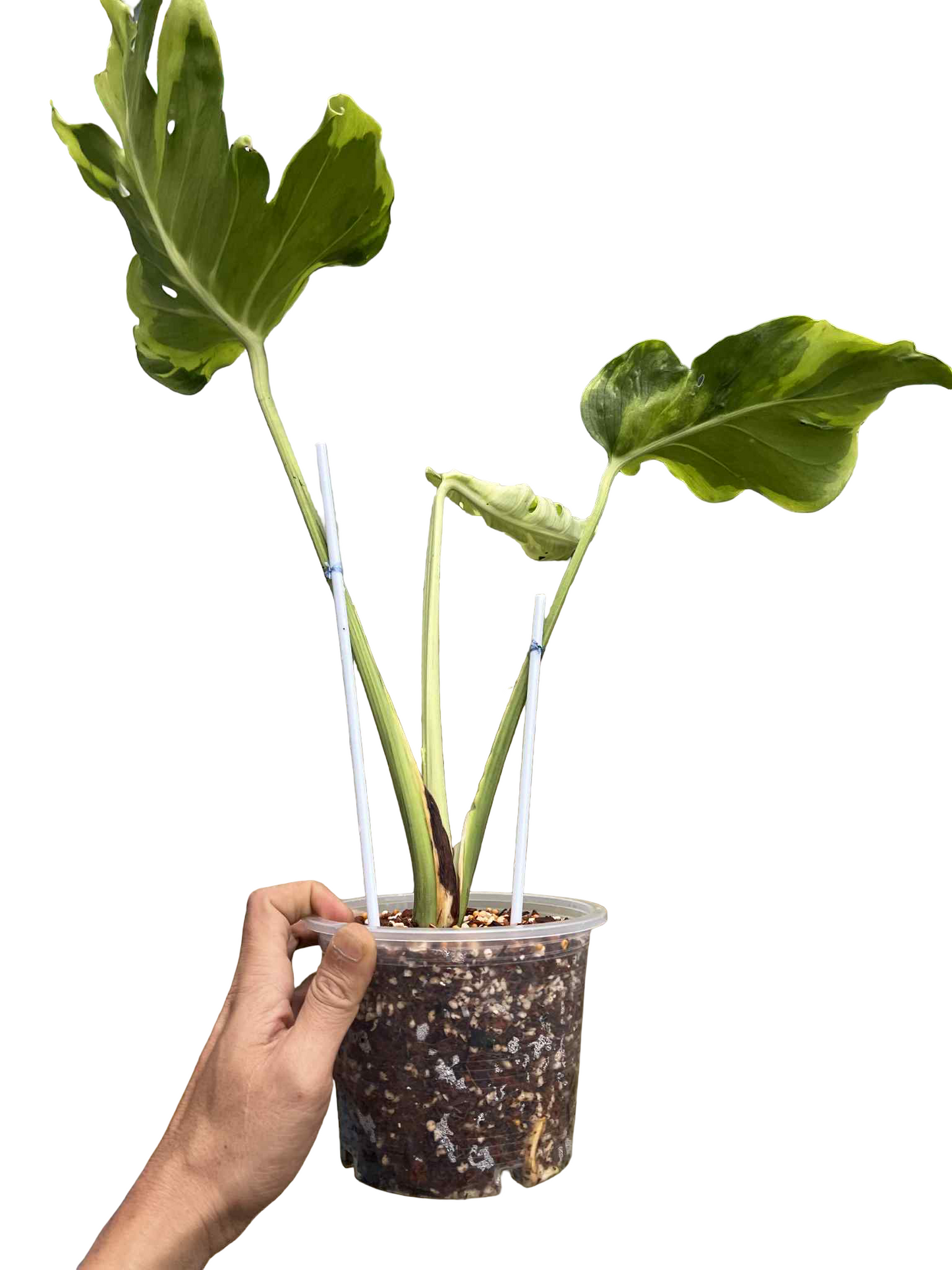 Monstera Deliciosa “Flamicito” Big Size — Actual Plant (Rare)