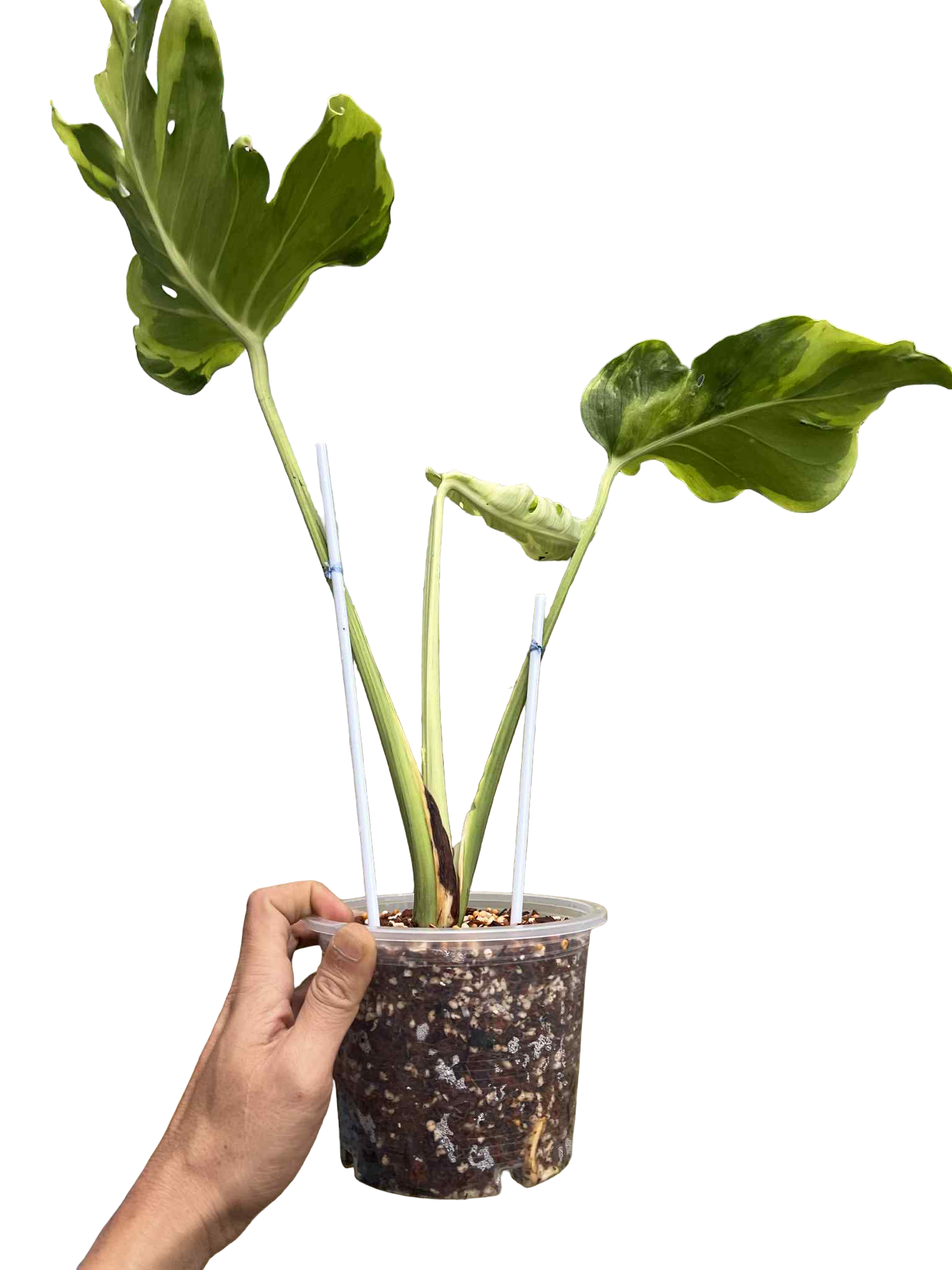 Monstera Deliciosa “Flamicito” Big Size — Actual Plant (Rare)