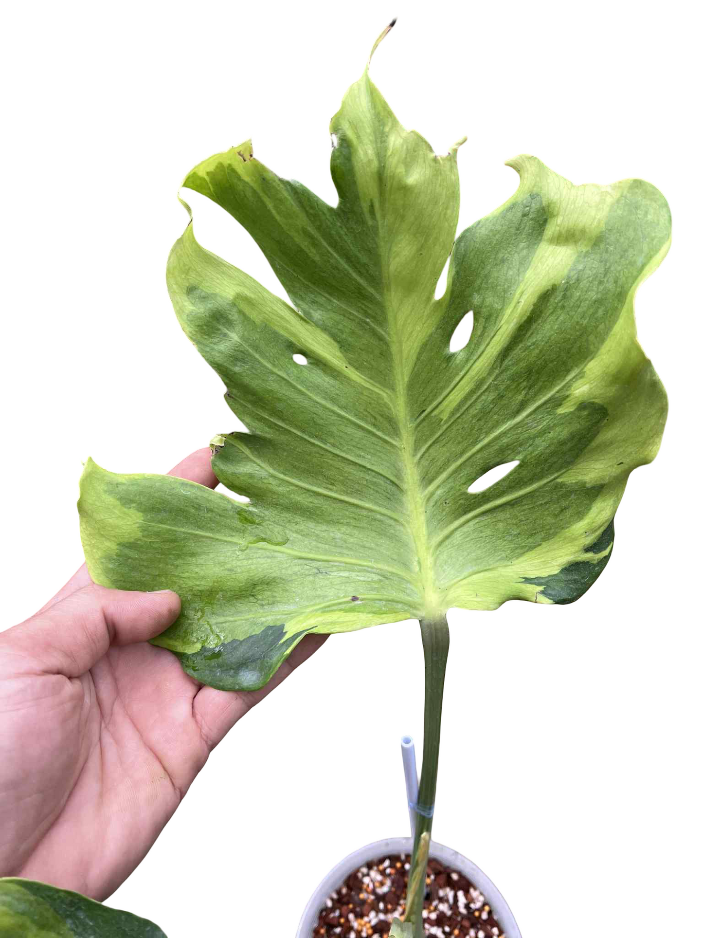 Monstera Deliciosa “Flamicito” Big Size — Actual Plant (Rare)