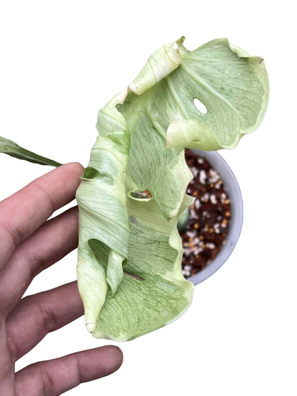 Monstera Deliciosa “Flamicito” Big Size — Actual Plant (Rare)