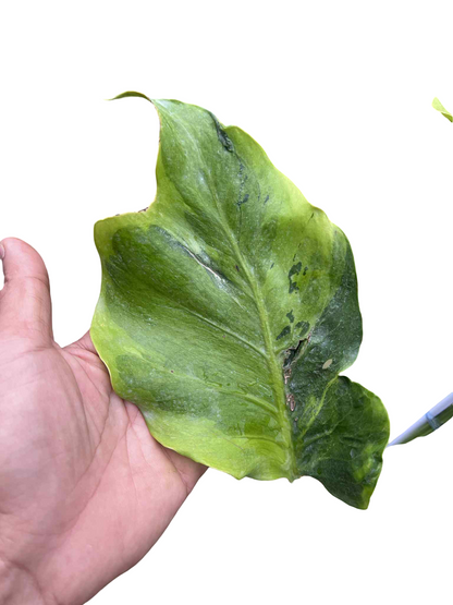 Monstera Deliciosa “Flamicito” Big Size — Actual Plant (Rare)