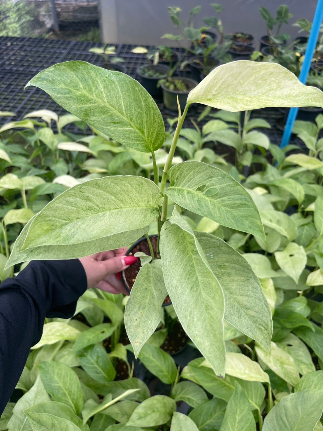 Monstera Laniata Mint Variegated Set of 10 Plants