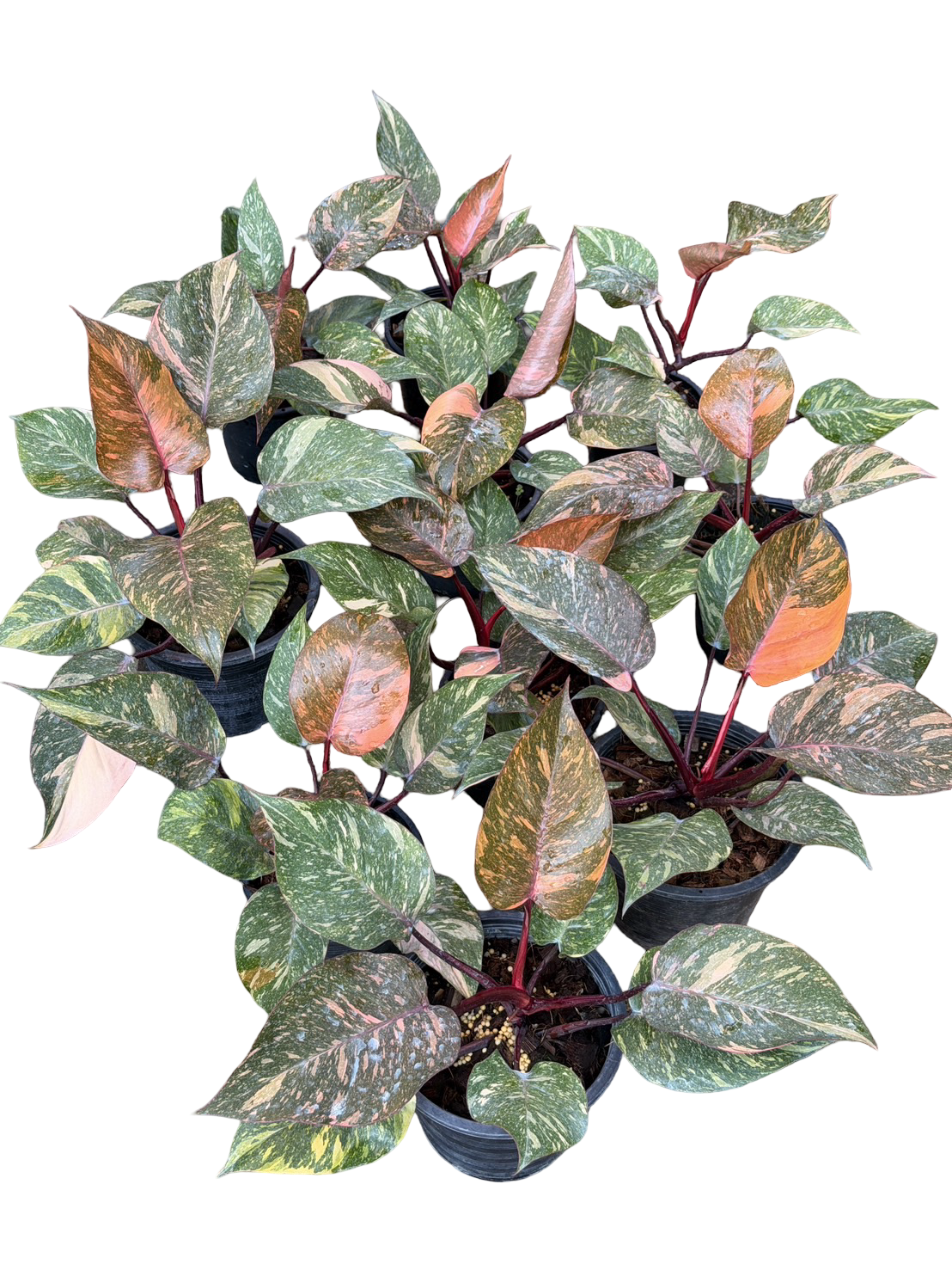 Philodendron Orange Princess Galaxy Variegated –(Wholesale Set of 5 Plants)