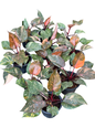 Philodendron Orange Princess Galaxy Variegated –(Wholesale Set of 5 Plants)