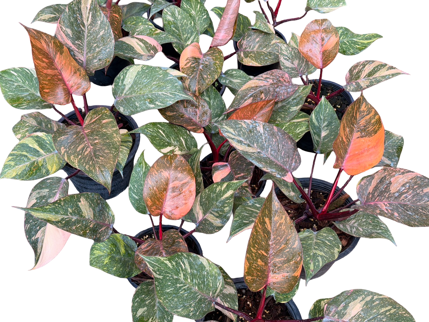 Philodendron Orange Princess Galaxy Variegated –(Wholesale Set of 5 Plants)
