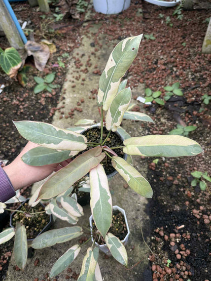 Philodendron Atabapoense  Variegated Set of 5 Plants