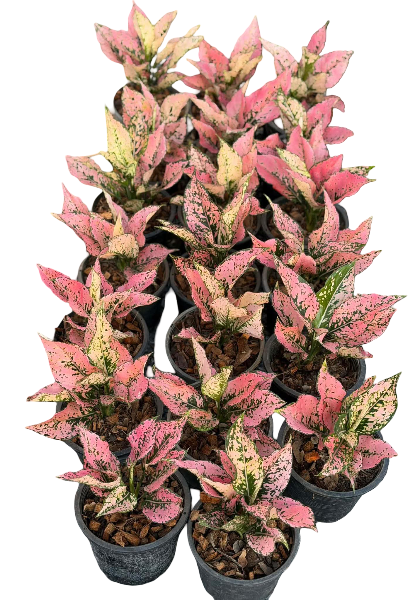 Aglaonema “Khamkoon” Pink Speckled Hybrid – Premium Compact Set of 10 Plants