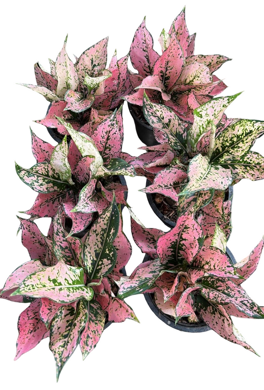 Aglaonema “Khamkoon” Pink Speckled Hybrid – Premium Compact Set of 10 Plants