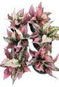 Aglaonema “Khamkoon” Pink Speckled Hybrid – Premium Compact Set of 10 Plants