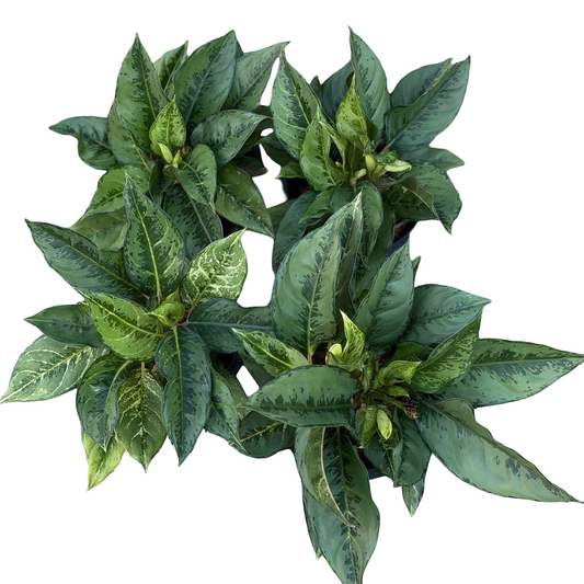 Aglaonema Black Lucky – Wholesale Lot of 10 Plants