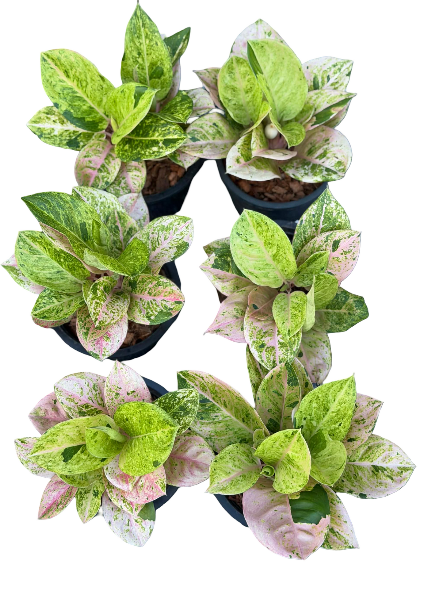 Aglaonema Pink Emerald – Wholesale Set of 10 Plants