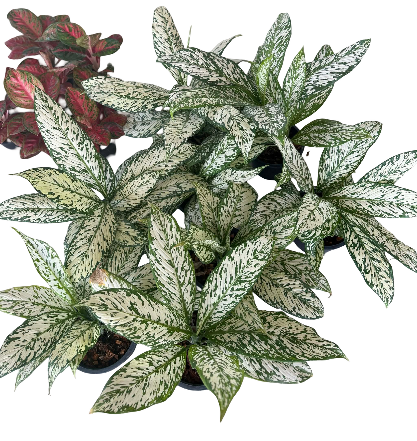 Dieffenbachia Variegated (“Thepmongkol”) – Wholesale Set of 10 Plants