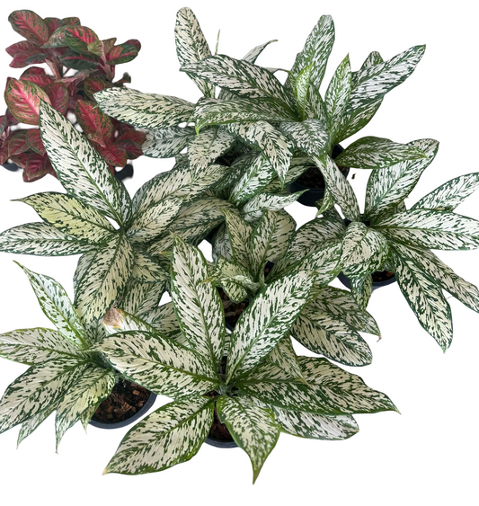 Dieffenbachia Variegated (“Thepmongkol”) – Wholesale Set of 10 Plants