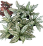 Dieffenbachia Variegated (“Thepmongkol”) – Wholesale Set of 10 Plants