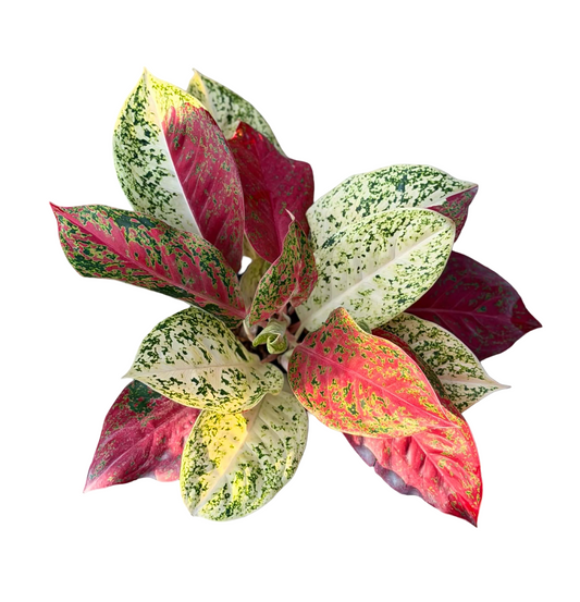 Aglaonema ‘Siri Chok Sam See’ (Tri-Color Lucky) – Premium Ornamental