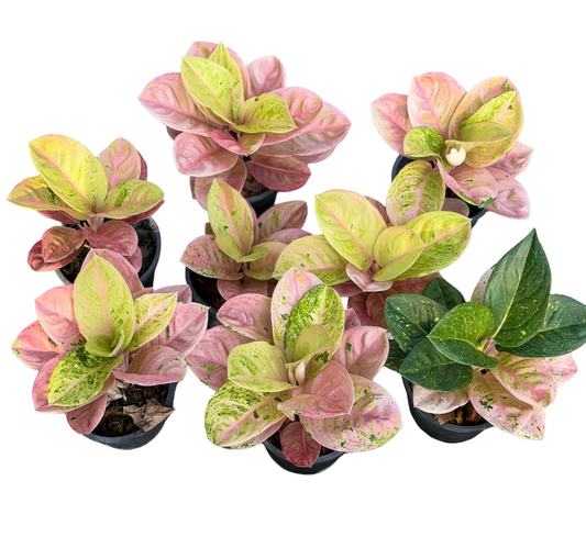 Aglaonema Pink Emerald Mutant – Wholesale Set of 10 Plants