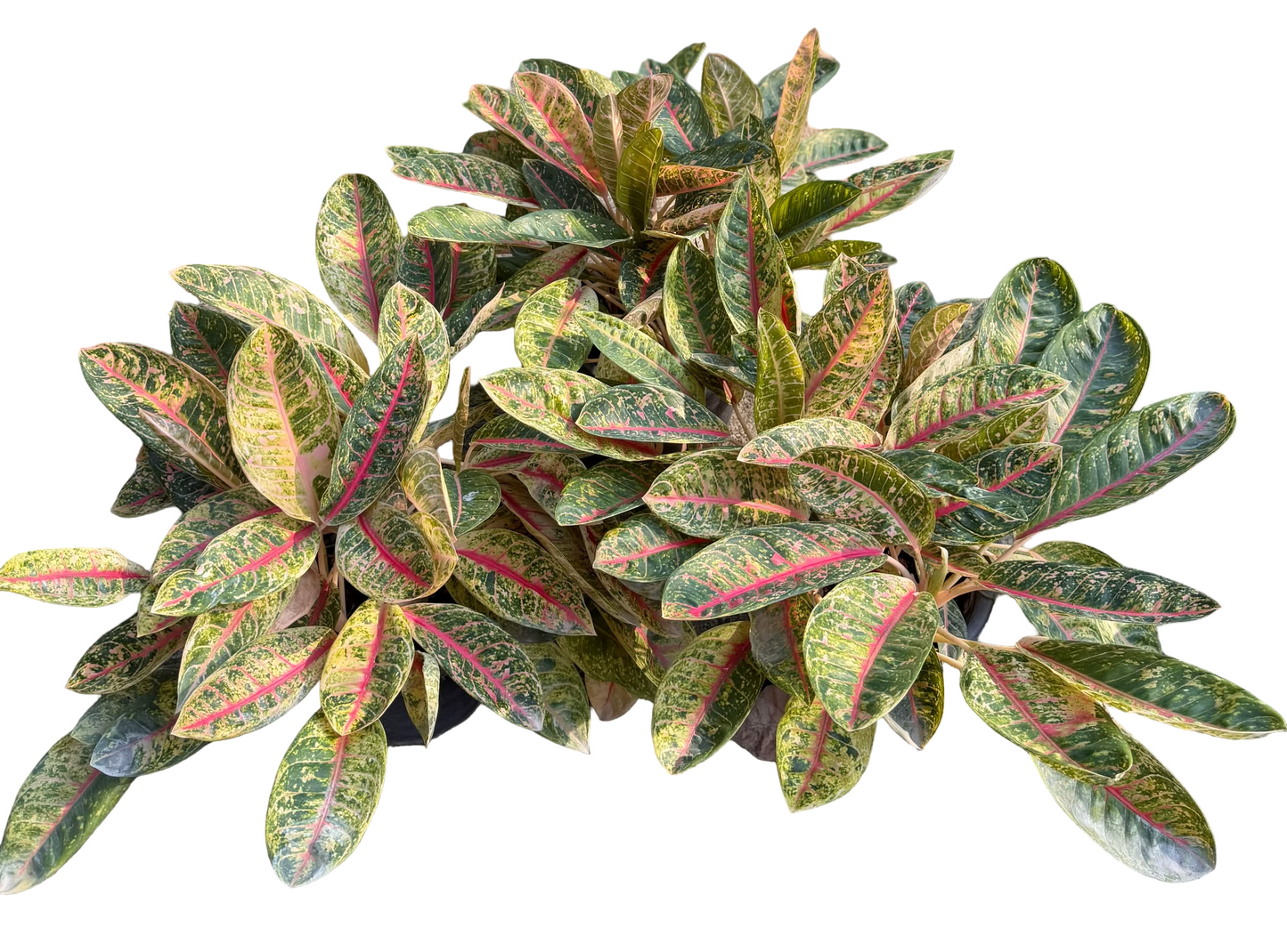 Aglaonema ‘Khubunlang’ Mutation – Large Pot (2–3 Plants per Pot)
