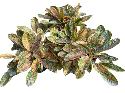 Aglaonema ‘Khubunlang’ Mutation – Large Pot (2–3 Plants per Pot)