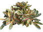 Aglaonema ‘Khubunlang’ Mutation – Large Pot (2–3 Plants per Pot)