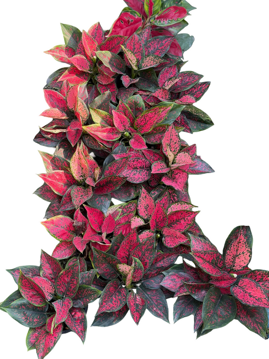 Aglaonema ‘Kumkoon’ Mutation – 2 Plants per Pot (Set of 10 Pots)