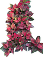 Aglaonema ‘Kumkoon’ Mutation – 2 Plants per Pot (Set of 10 Pots)