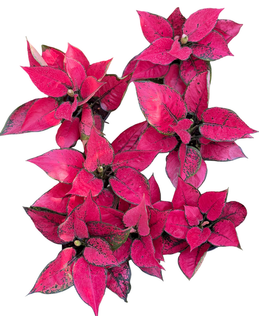 Aglaonema ‘Kumkoon Magenta’ Mutation – Wholesale Set of 10 Plants