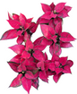 Aglaonema ‘Kumkoon Magenta’ Mutation – Wholesale Set of 10 Plants