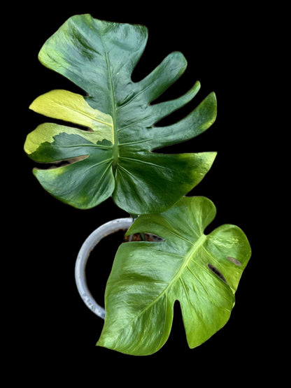 Monstera Deliciosa NOID (Tricolor ) from seed — Actual Plant