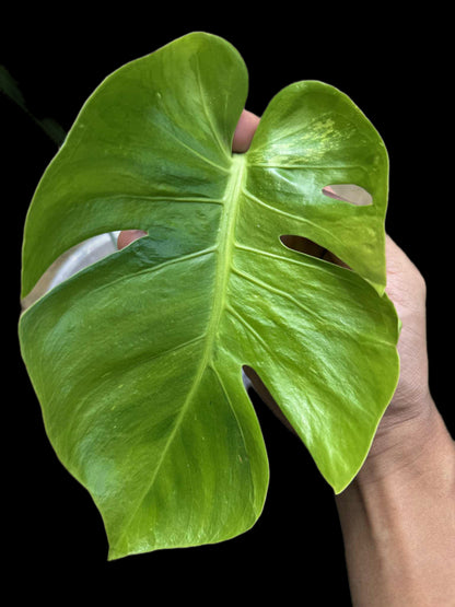 Monstera Deliciosa NOID (Tricolor ) from seed — Actual Plant