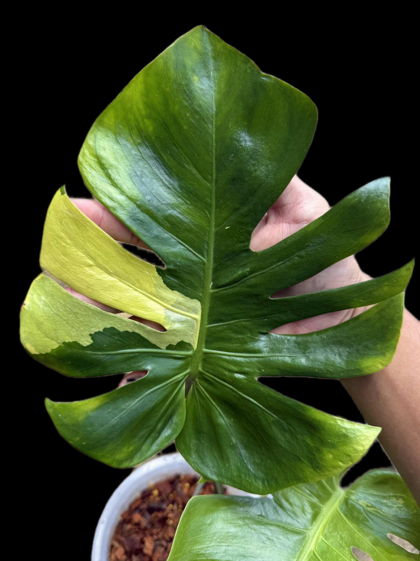 Monstera Deliciosa NOID (Tricolor ) from seed — Actual Plant