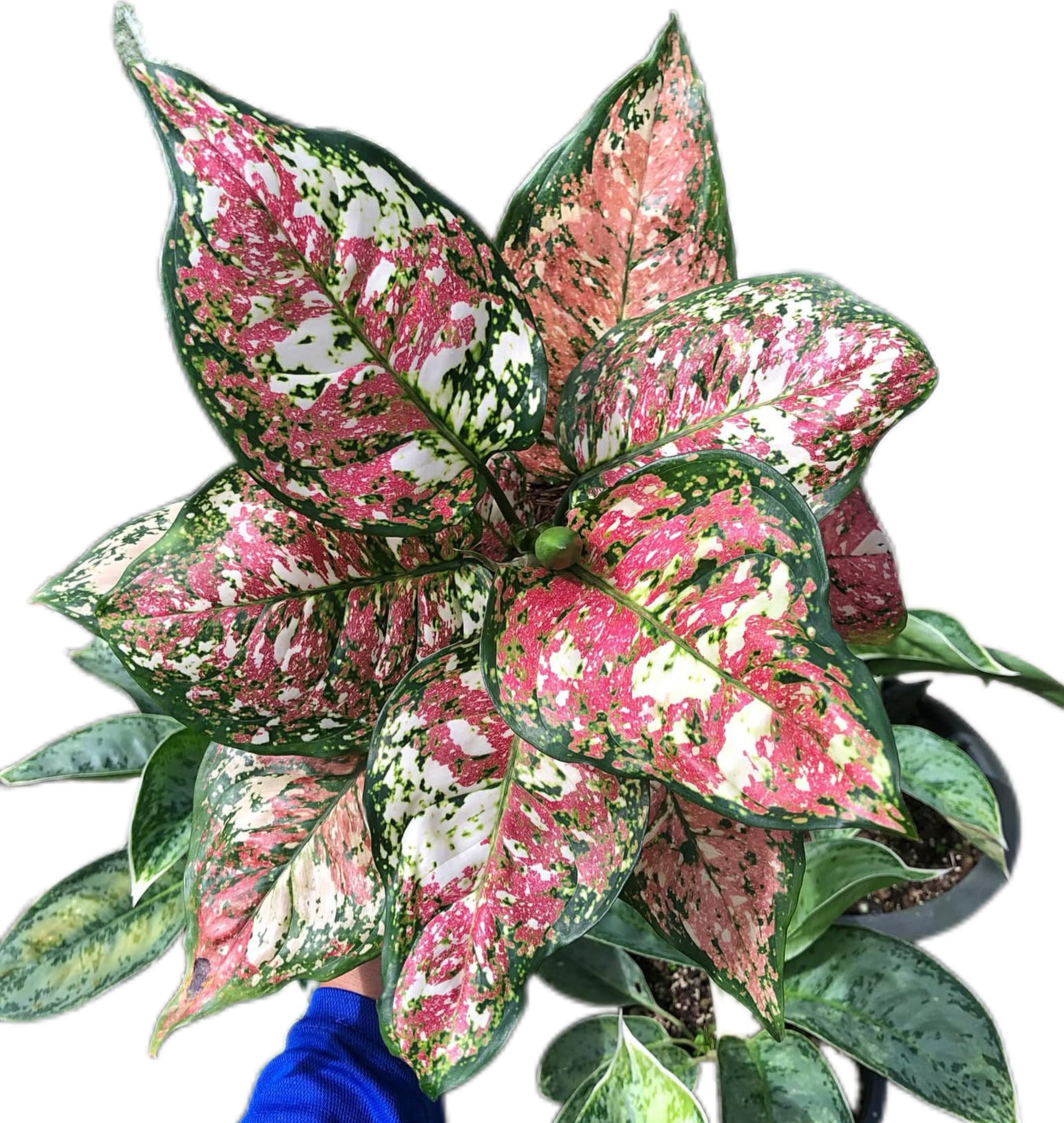 aglaonema anyamanee care Buy Aglaonema Anyamanee Tricolor (Bundle …